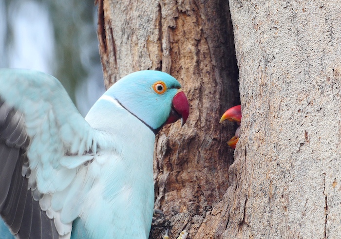 blue-rose-ringed-parakeet