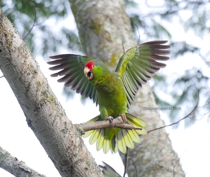 red-crowned-parrot-wings-sm