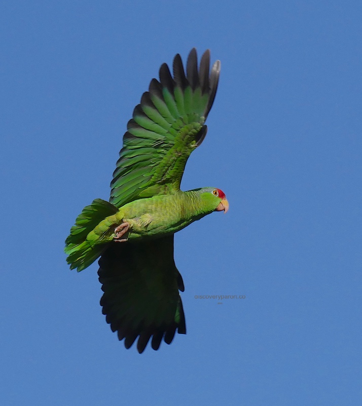 red-crowned-parrot-fly_sm