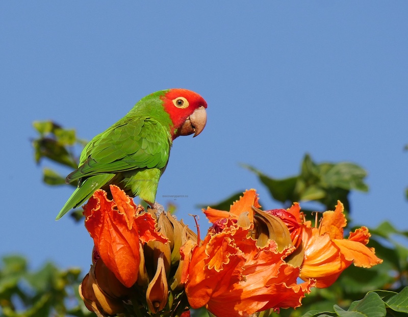 red-masked-parakeet-sm