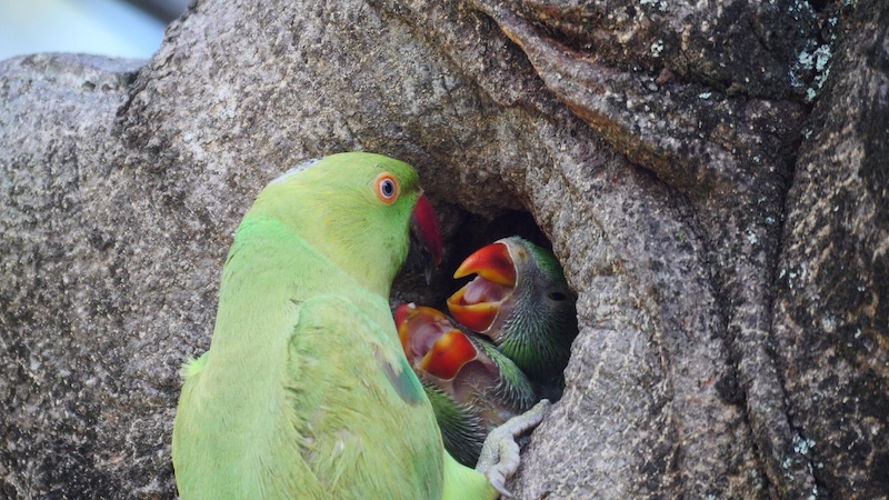 rose-ringed-parakeet-nest-sm